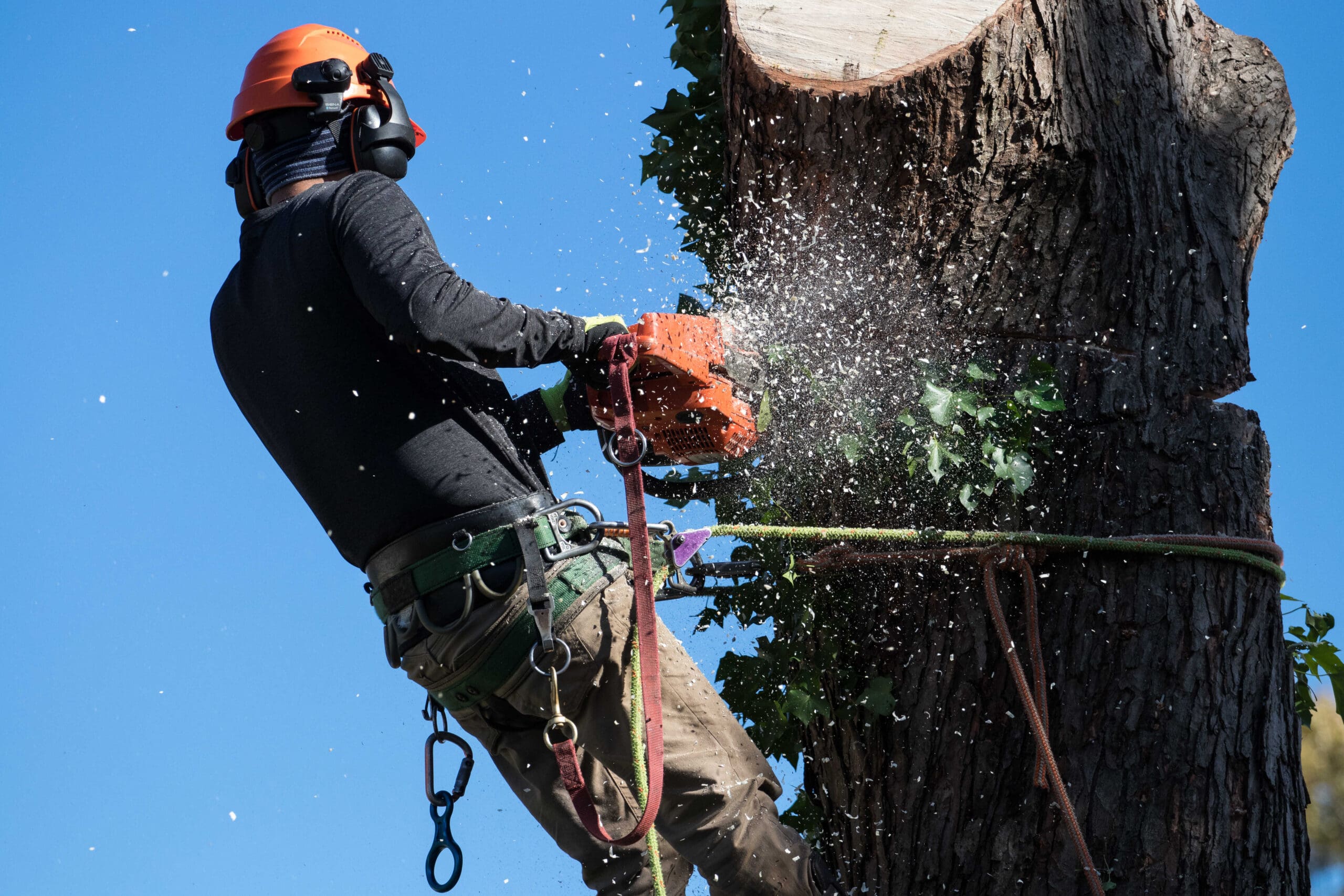 tree service